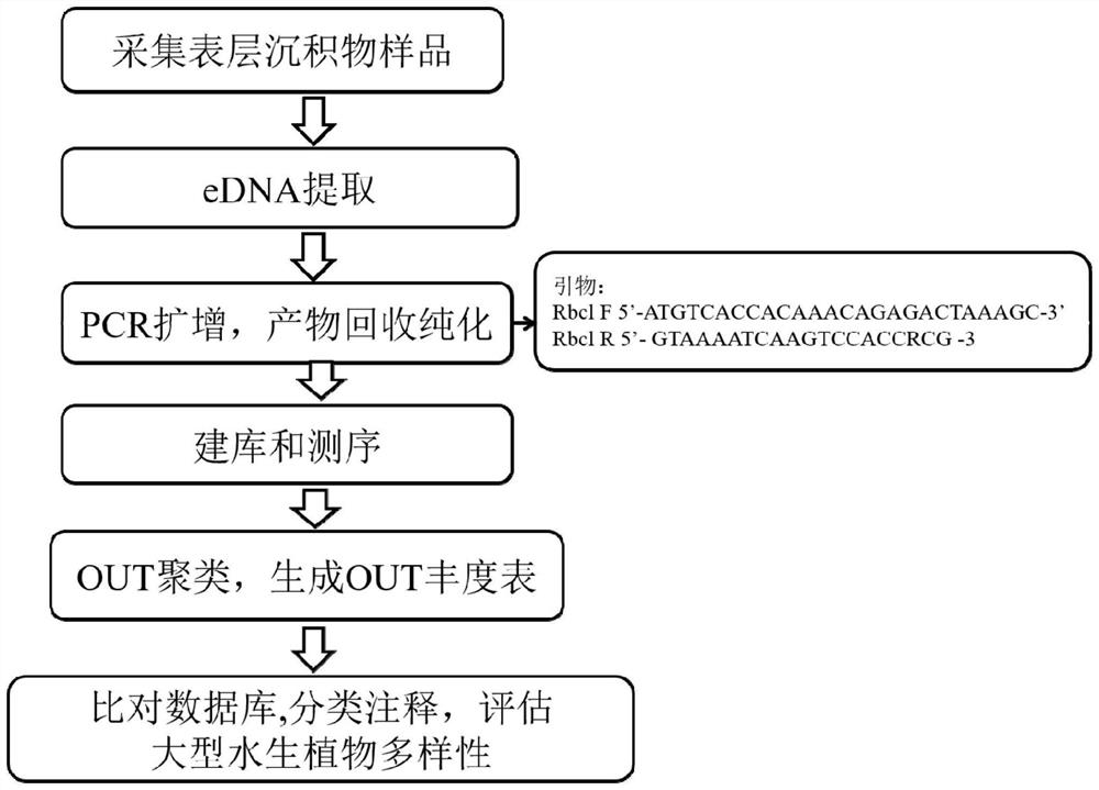 Method for detecting diversity of large aquatic plants based on environmental DNA technology