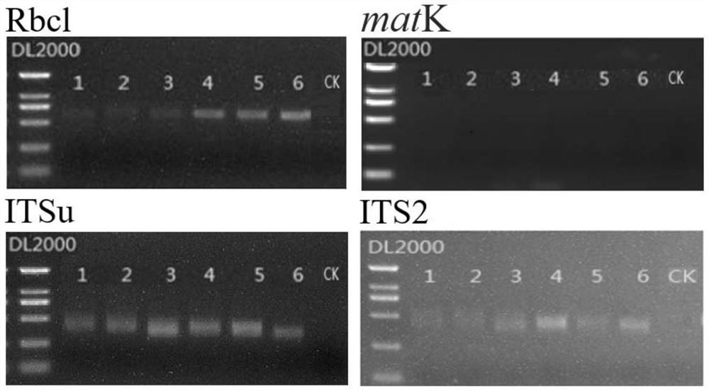 Method for detecting diversity of large aquatic plants based on environmental DNA technology