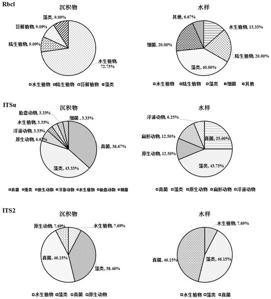 Method for detecting diversity of large aquatic plants based on environmental DNA technology