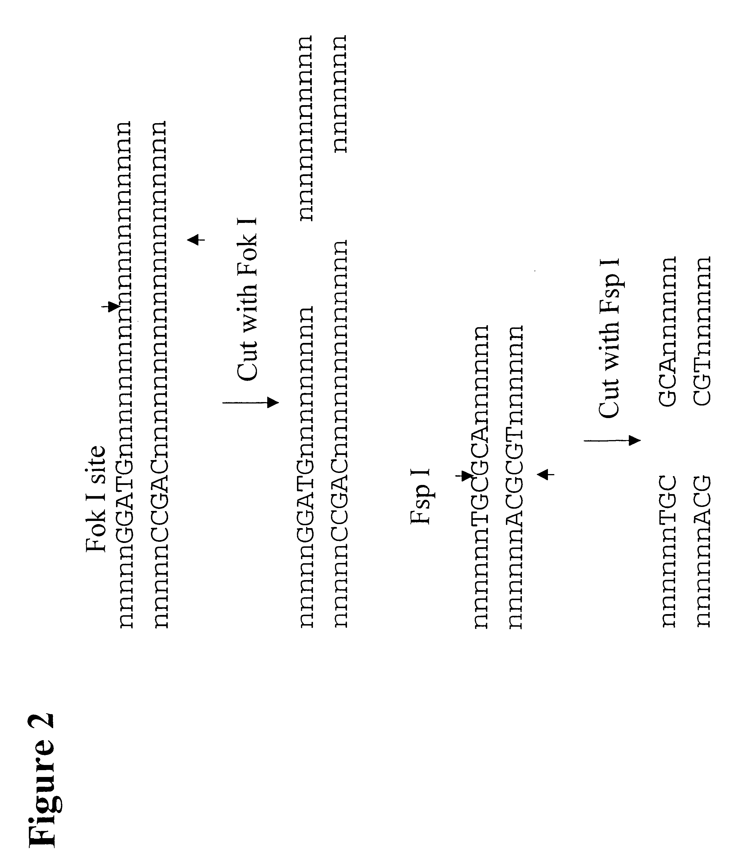 Methods for genetic analysis of DNA using biased amplification of polymorphic sites