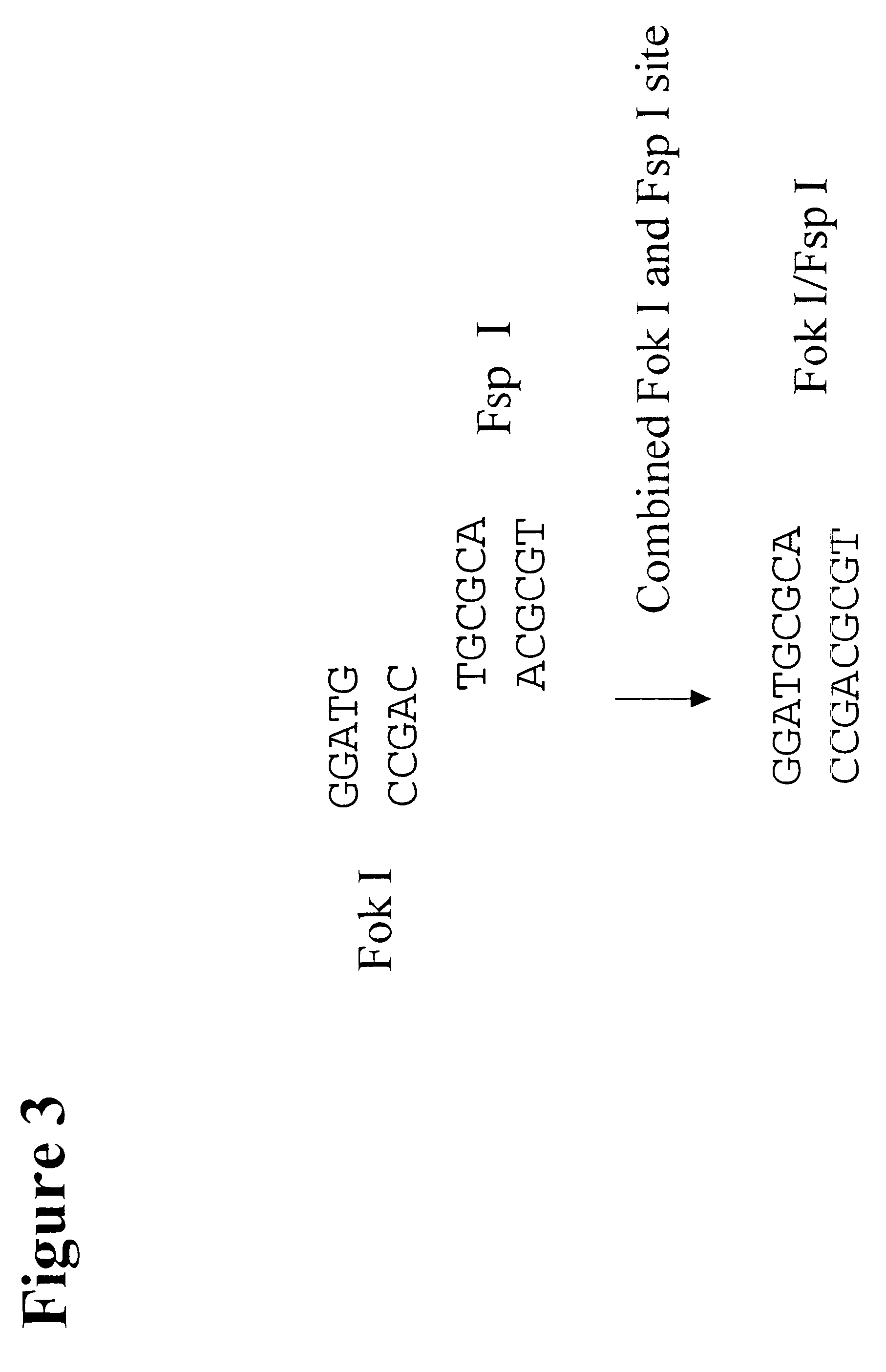 Methods for genetic analysis of DNA using biased amplification of polymorphic sites