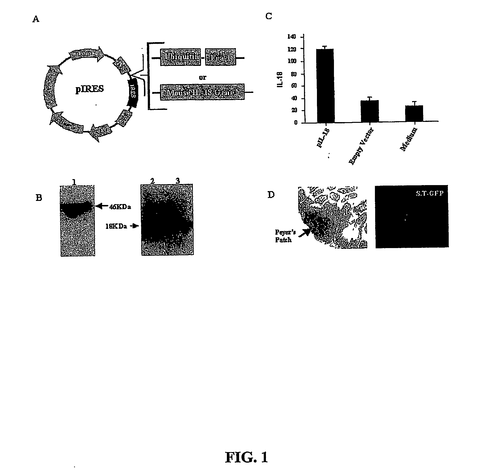 Dna vaccines against tumor growth and methods of use thereof