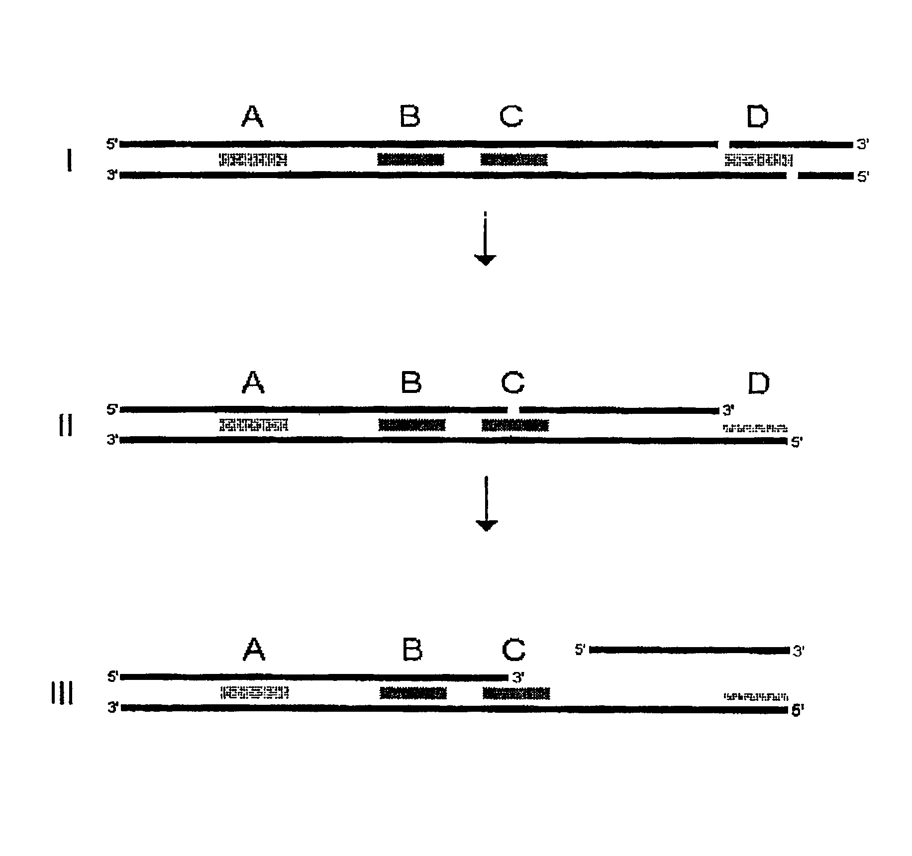 Single-stranded polynucleotide tags