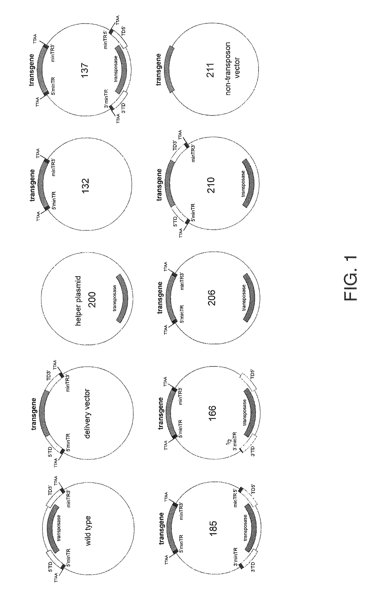 Minimal <i>piggyBac </i>vectors for genome integration