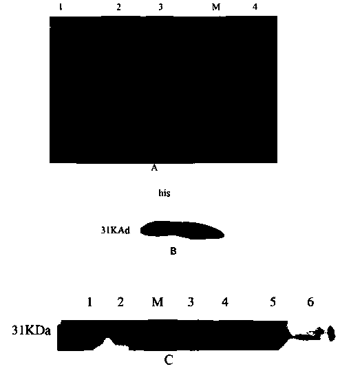 Cyprinus carpio ptps gene, coding protein and application