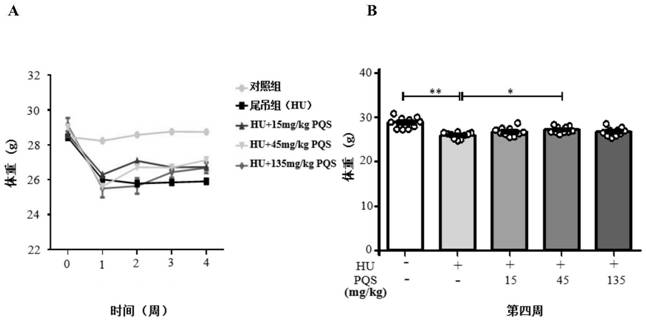 Application of total saponins of American ginseng stems and leaves in the preparation of a composition for combating bone loss caused by weightlessness