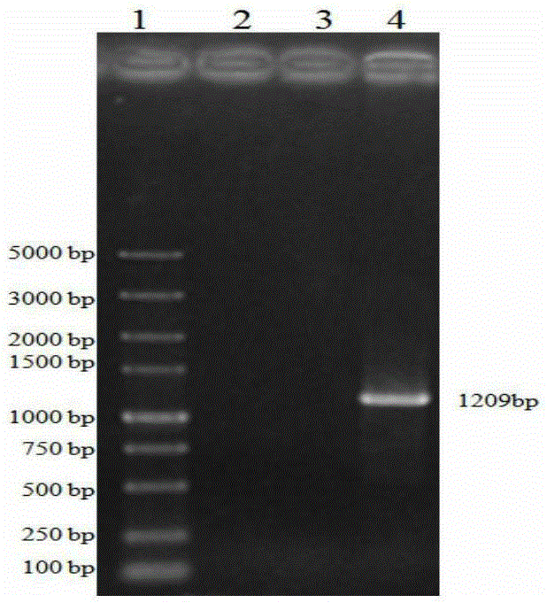 Porcine pseudorabies virus vaccine composition and preparing method and application thereof