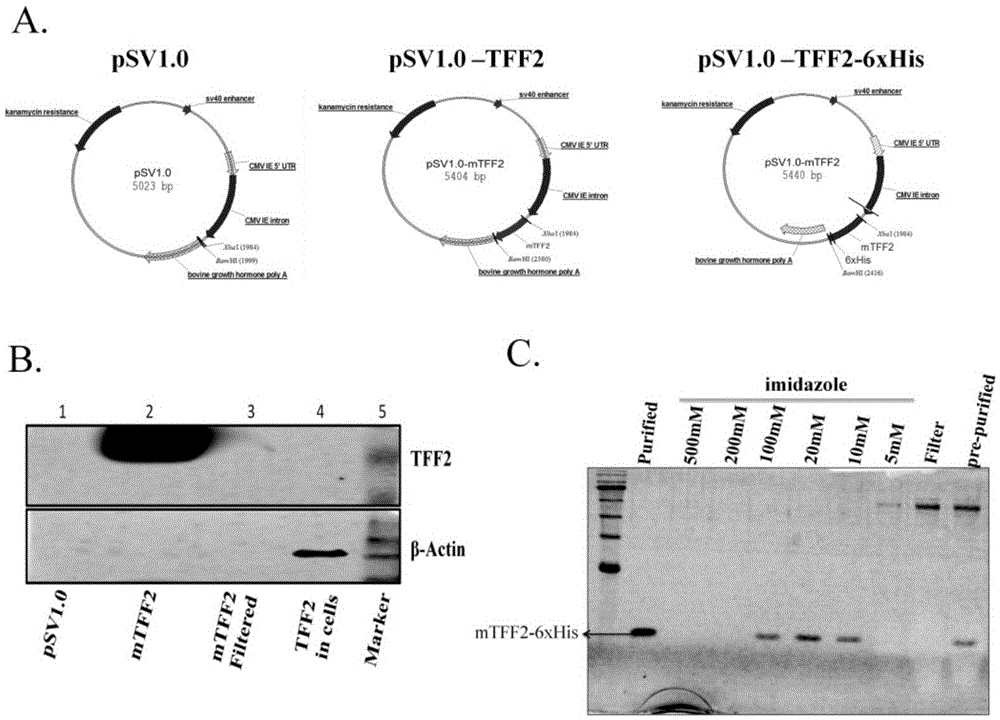 Application of trefoil factor 2 in preparation of medicine for treating and preventing lung/bronchial acute inflammation diseases