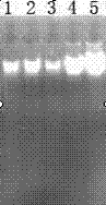 Molecular reaction system for revealing genetic diversity of tephritidae populations