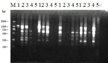 Molecular reaction system for revealing genetic diversity of tephritidae populations