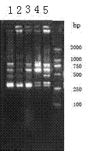 Molecular reaction system for revealing genetic diversity of tephritidae populations