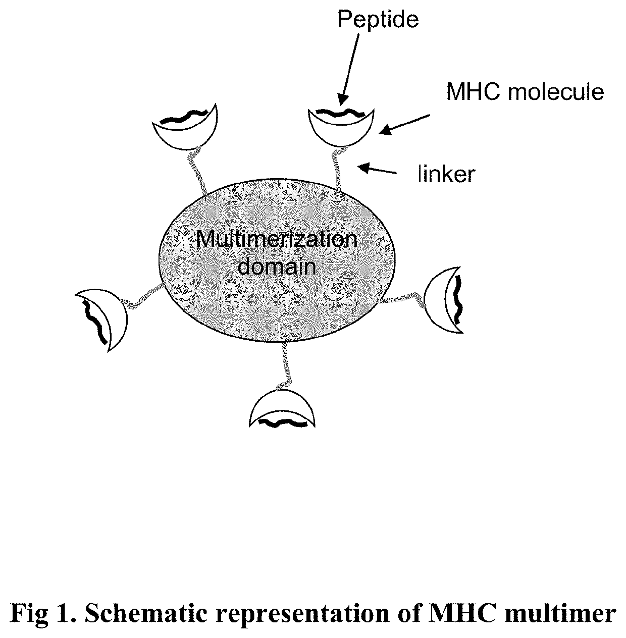 MHC Multimers in Borrelia Diagnostics and Disease