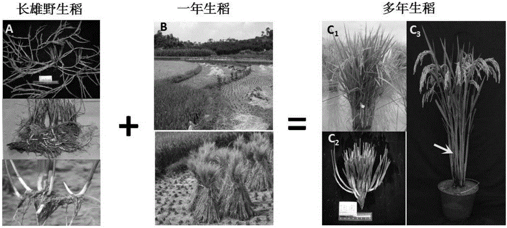 Breeding method of perennial rice and application