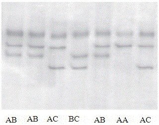 Sheep UCP1 (uncoupling protein 1) allelotype detection method and detection kit