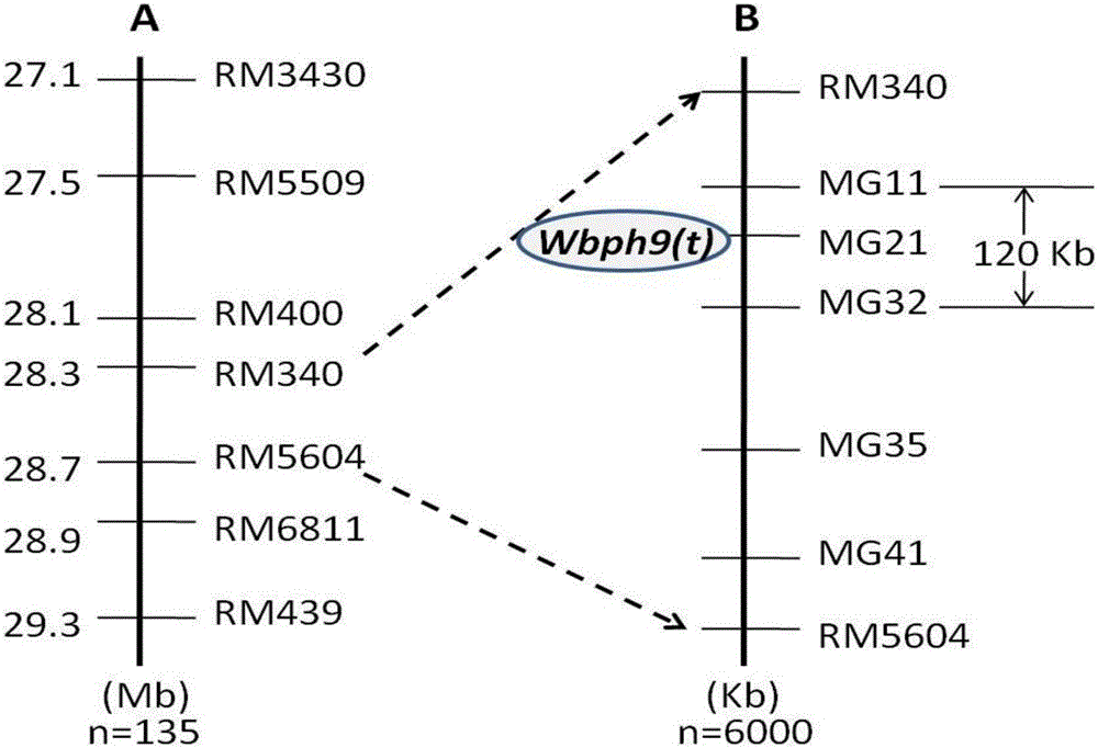 New gene Wbph 9 (t) for resisting rice sogatella furcifera, molecular marking method thereof and application