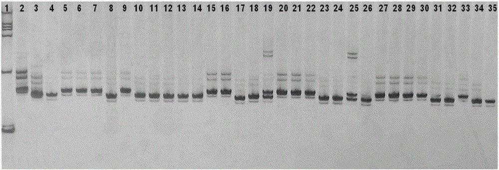 New gene Wbph 9 (t) for resisting rice sogatella furcifera, molecular marking method thereof and application