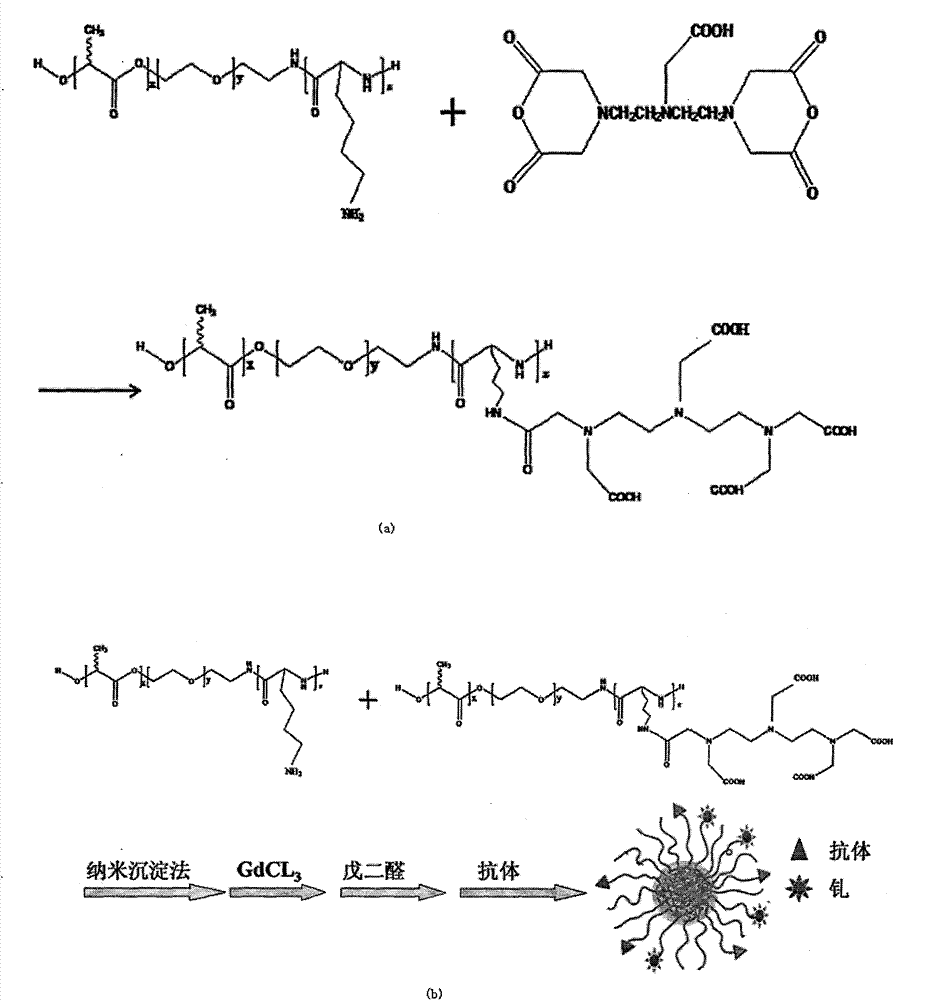 Active targeting polymer nanoparticle magnetic resonance contrast agent and preparation method thereof