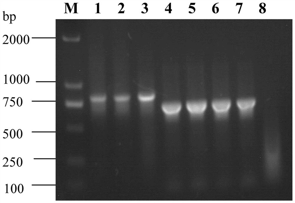 Serum 14-type haemophilus parasuis with cross protection force and application thereof