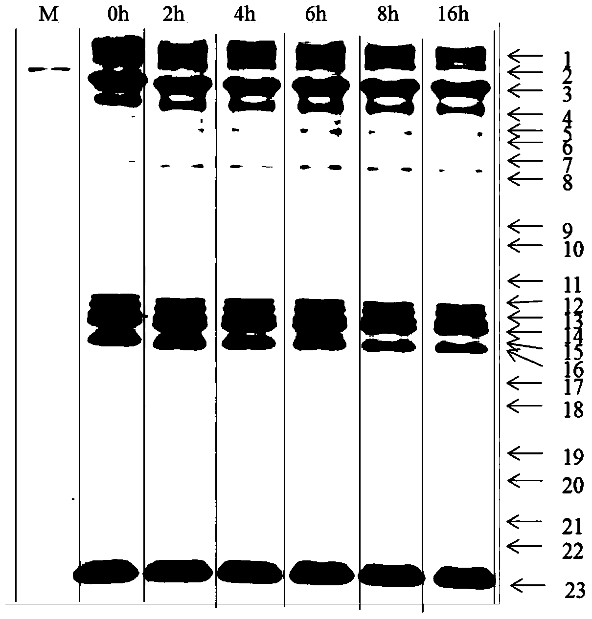 Method for regulating the phosphorylation level of muscle protein