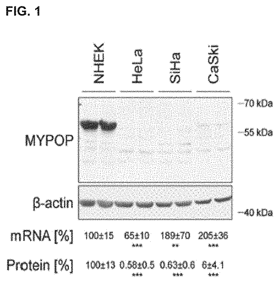 Myb-related transcription factor (MYPOP) as diagnostic marker and therapeutic target for tumor therapy