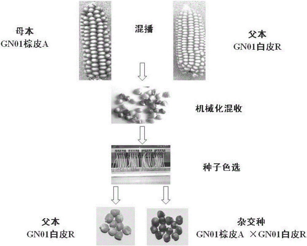 Corn difference peel color CMS three line breeding and application thereof in mixed-planting production