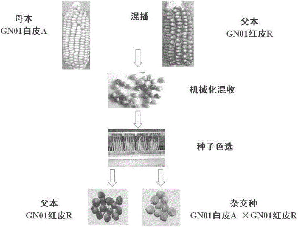 Corn difference peel color CMS three line breeding and application thereof in mixed-planting production