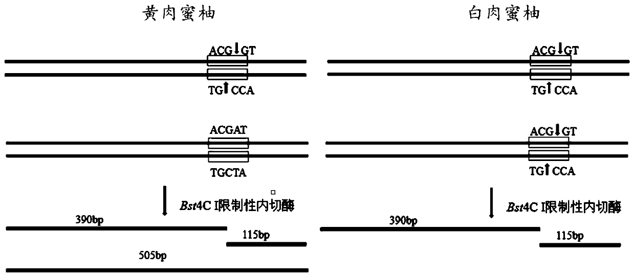 Cleaved amplified polymorphic sequence (CAPS) molecular marker suitable for identification of red pulp honey pomelo, white pulp honey pomelo and yellow pulp honey pomelo and application of CAPS molecular marker