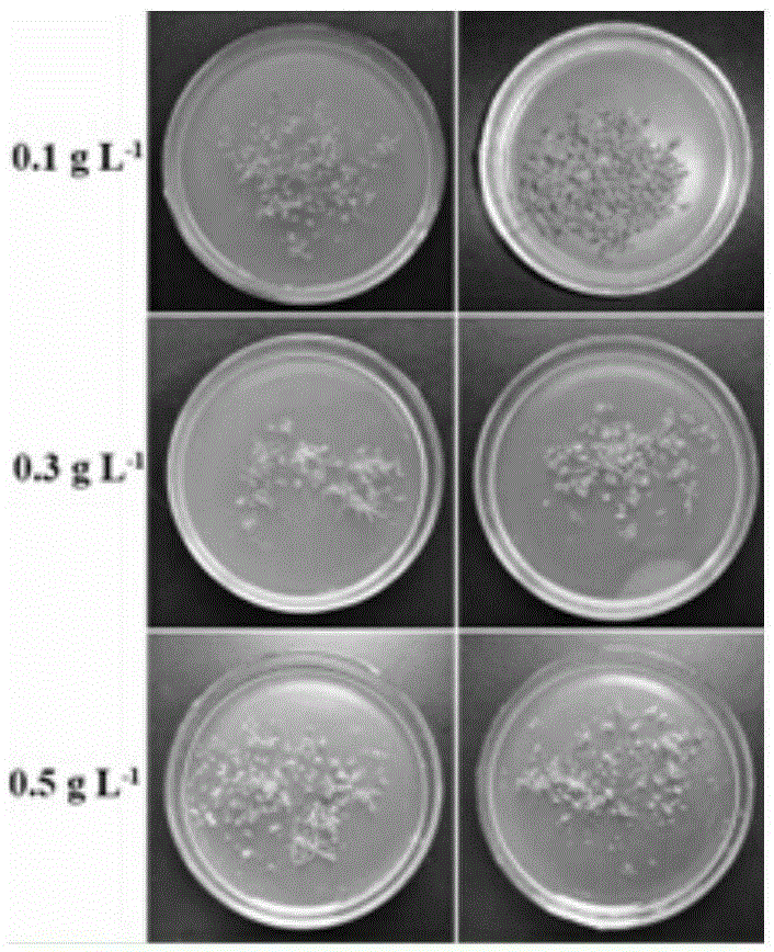 A method for improving the preservation effect of Arabidopsis thaliana seedlings