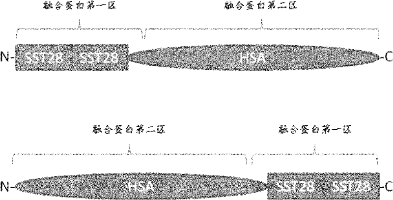 Fusion protein of human somatostatin 28 peptide and human serum albumin, encoding gene of fusion protein and preparation method for fusion protein