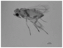 Molecular identification method for two kinds of leafhopper egg parasitic wasps in tea garden