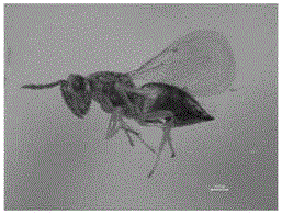 Molecular identification method for two kinds of leafhopper egg parasitic wasps in tea garden