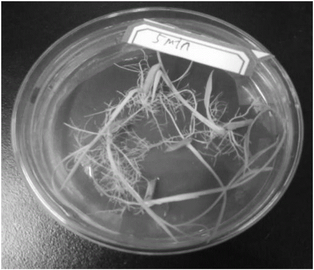 Method for culturing sterile paddy seedlings