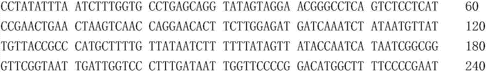 Molecular marker primer for identifying Zhoushan sea area platyrhina sp and marking method