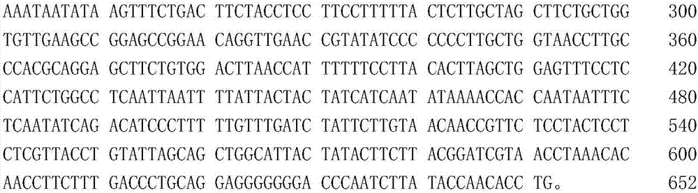 Molecular marker primer for identifying Zhoushan sea area platyrhina sp and marking method