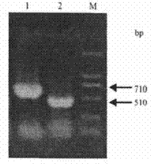 Newcastle disease diad vaccine and preparation method thereof