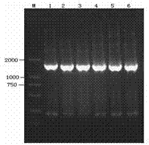Newcastle disease diad vaccine and preparation method thereof