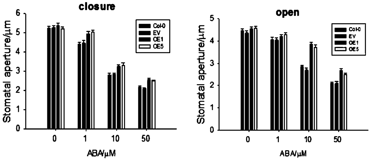 Application of the maize mitochondrial pyruvate transporter gene zmnrga1 in regulating stomatal movement and plant drought resistance