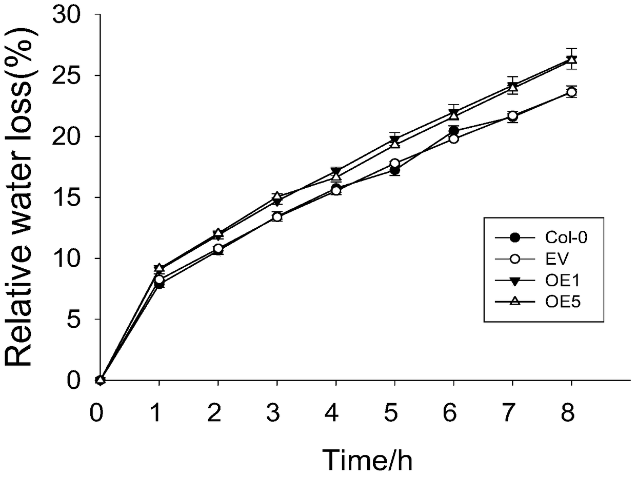 Application of the maize mitochondrial pyruvate transporter gene zmnrga1 in regulating stomatal movement and plant drought resistance