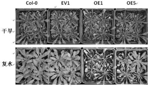 Application of the maize mitochondrial pyruvate transporter gene zmnrga1 in regulating stomatal movement and plant drought resistance