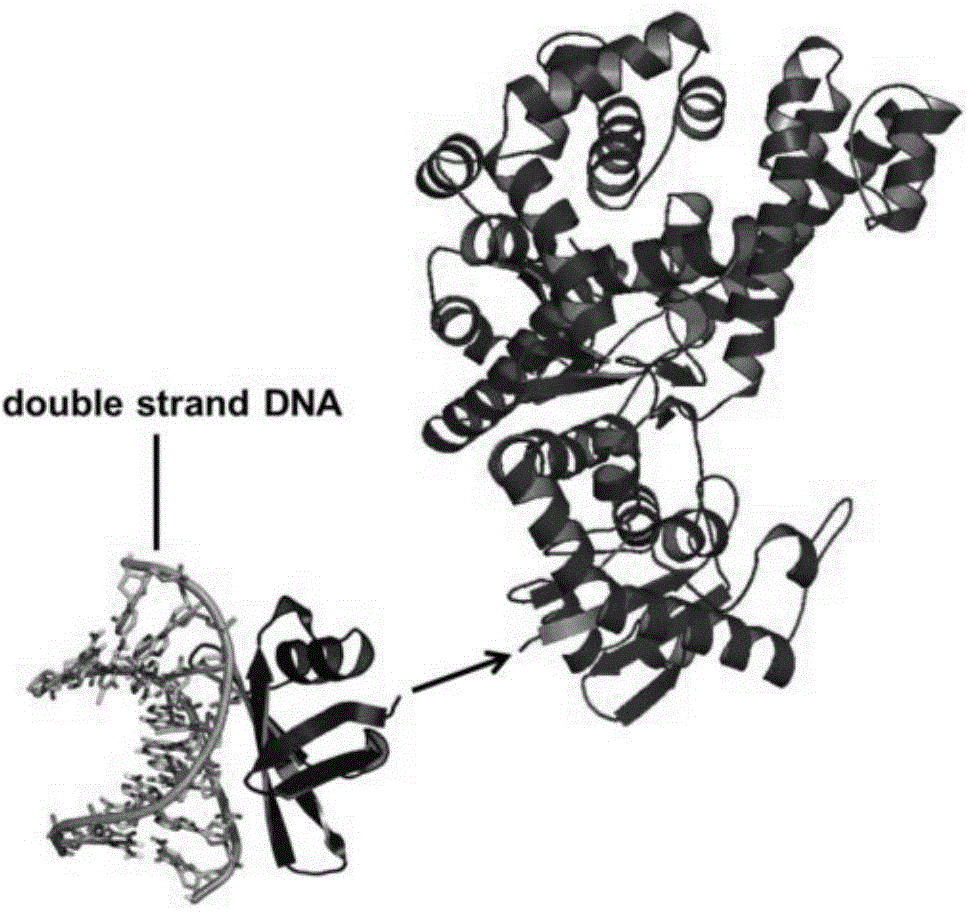 Sso7d-Sau recombinant DNA polymerase