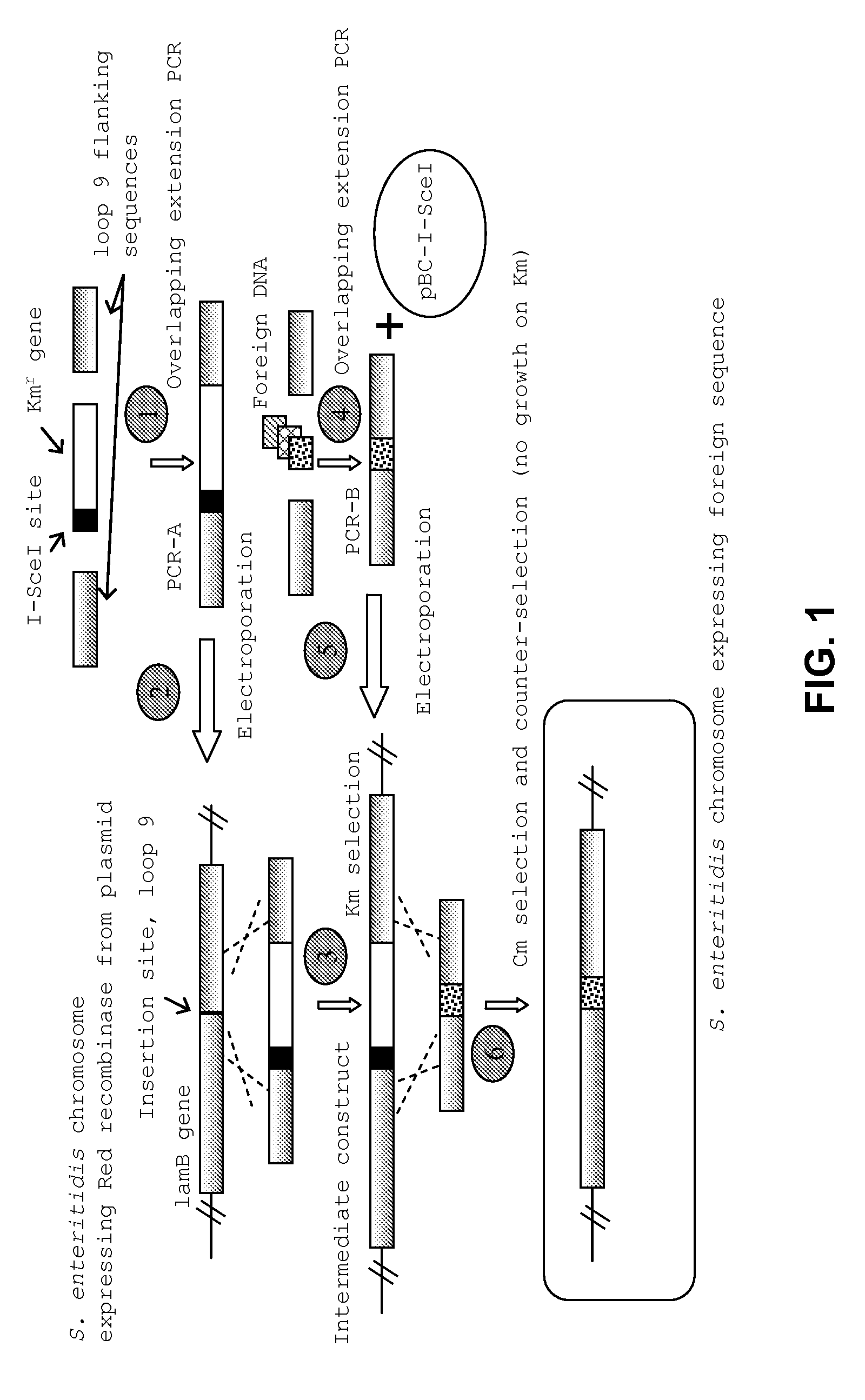 Compositions and methods of enhancing immune responses to flagellated bacterium