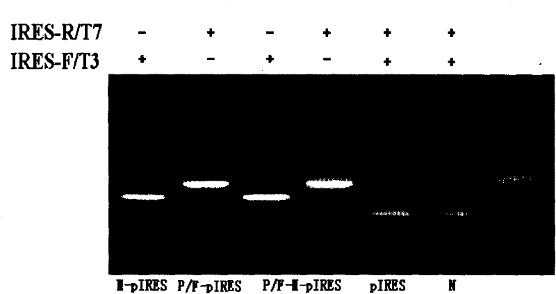 Blood group A epitope mimic peptide and application thereof
