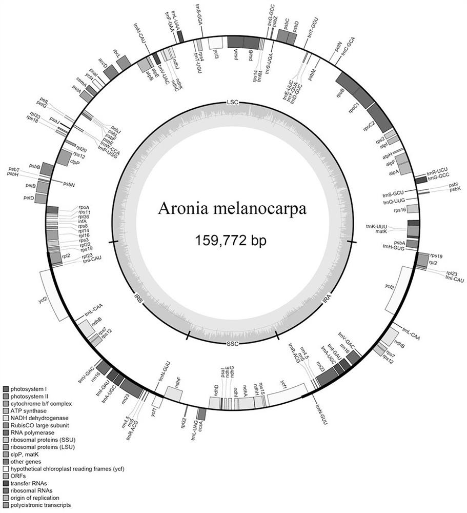 Aronia melanocarpa chloroplast genome and applications thereof