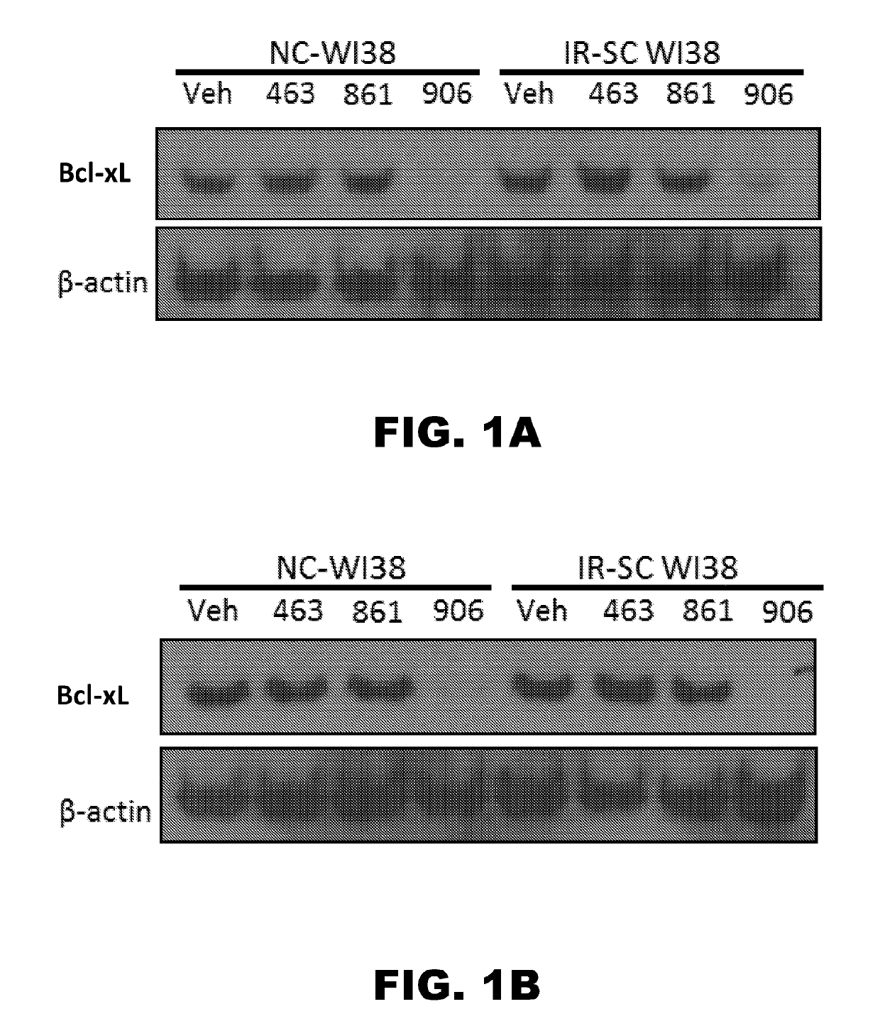 Compounds that induce degradation of Anti-apoptotic bcl-2 family proteins and the uses thereof