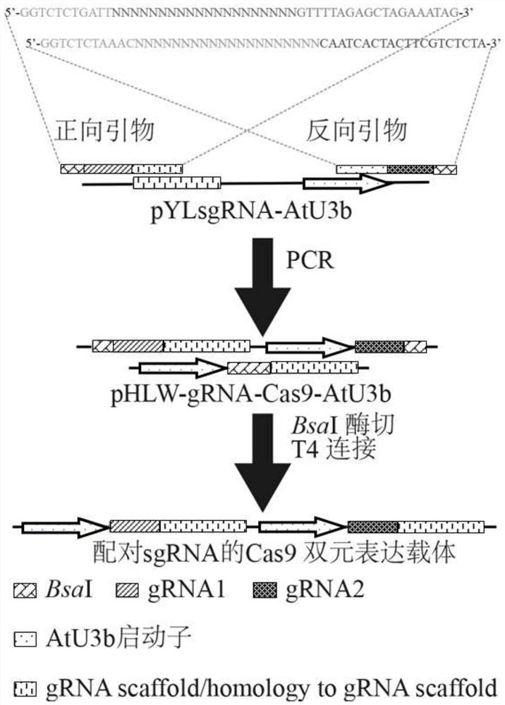 Method for Rapidly Constructing Cas9 Binary Expression Vector Library of Paired sgRNA