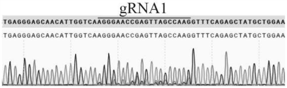 Method for Rapidly Constructing Cas9 Binary Expression Vector Library of Paired sgRNA