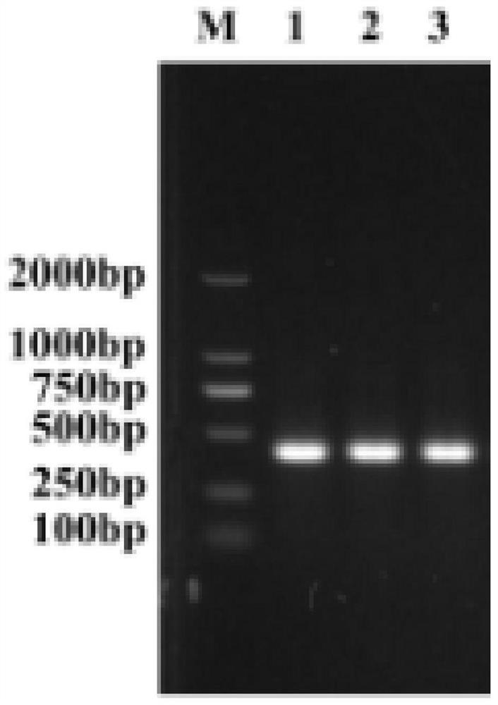 African swine fever virus truncated protein and application thereof in preparation of ELISA detection kit