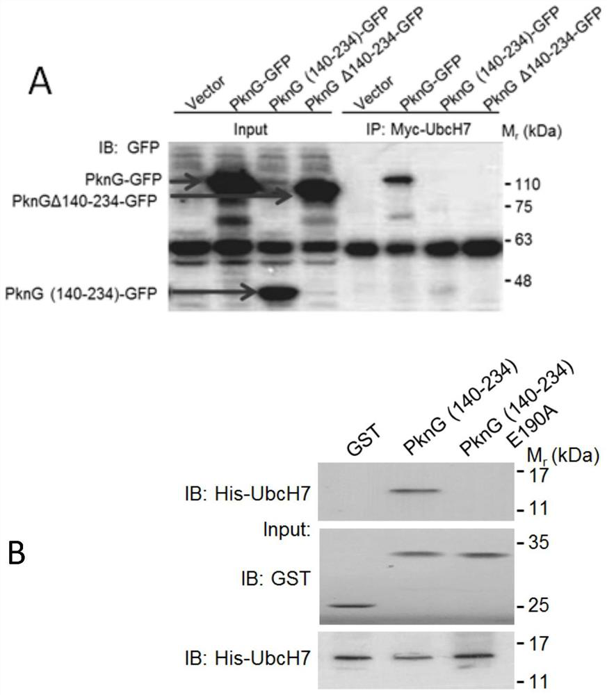 A target of anti-tuberculosis mycobacterium and its application