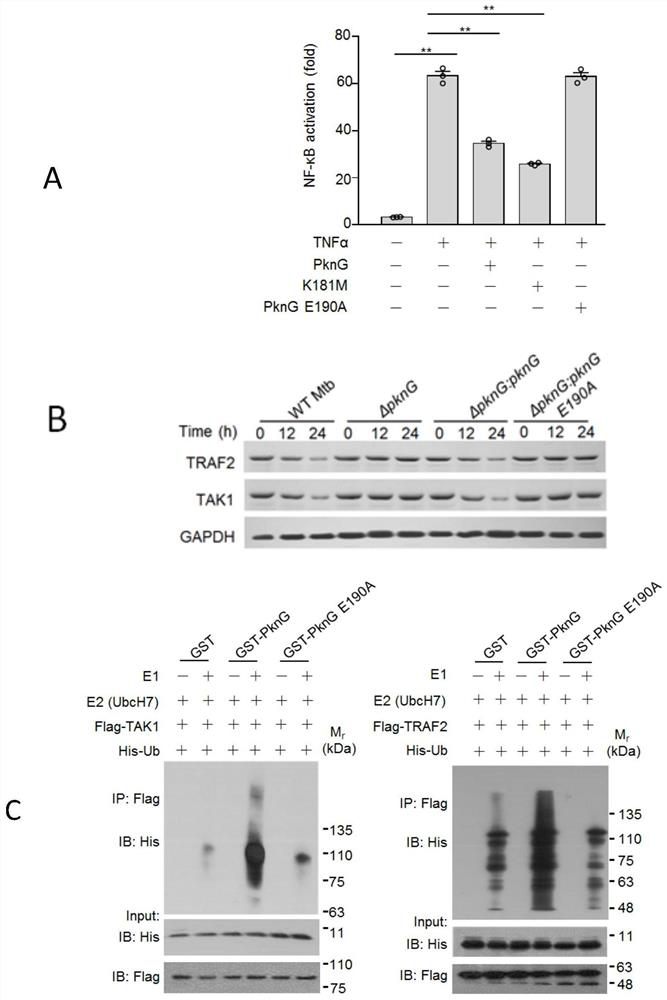 A target of anti-tuberculosis mycobacterium and its application