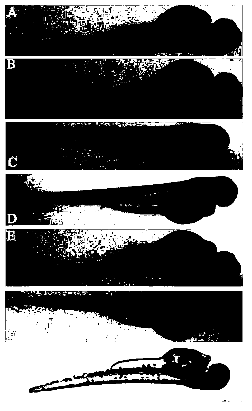 Application of terfenadine in preparation of zebra fish heart function damage model